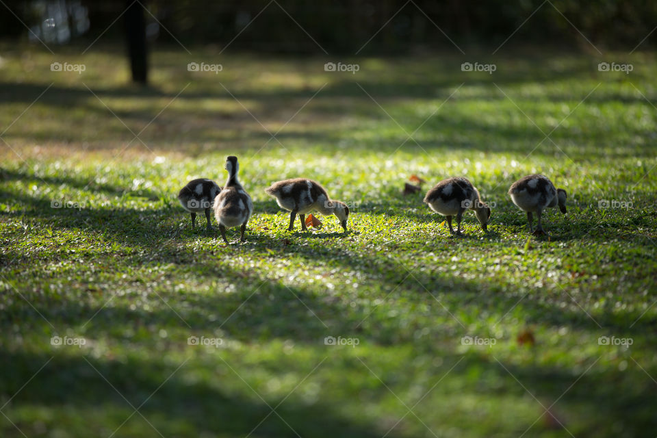 No edit image of baby ducks