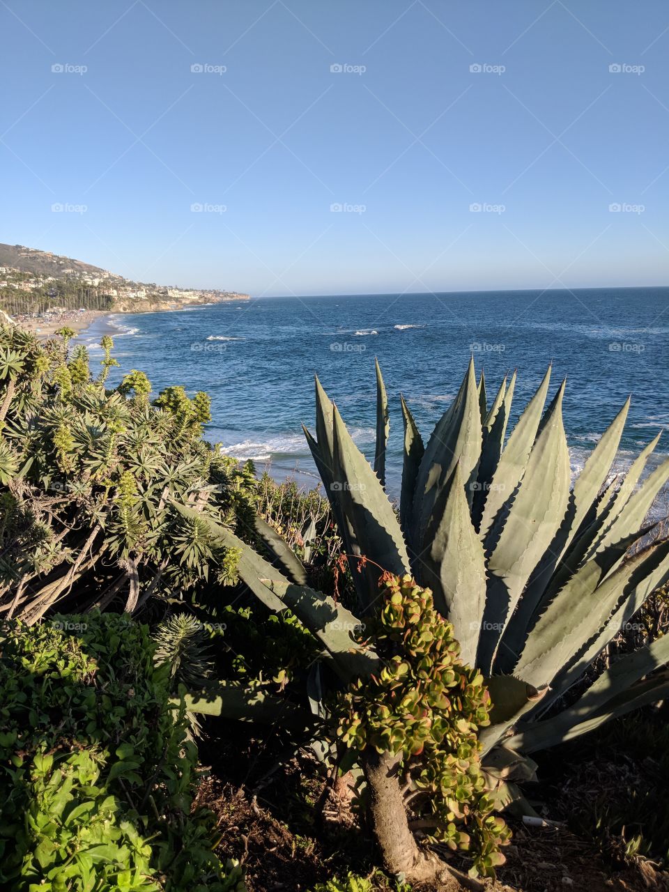 coastal foliage