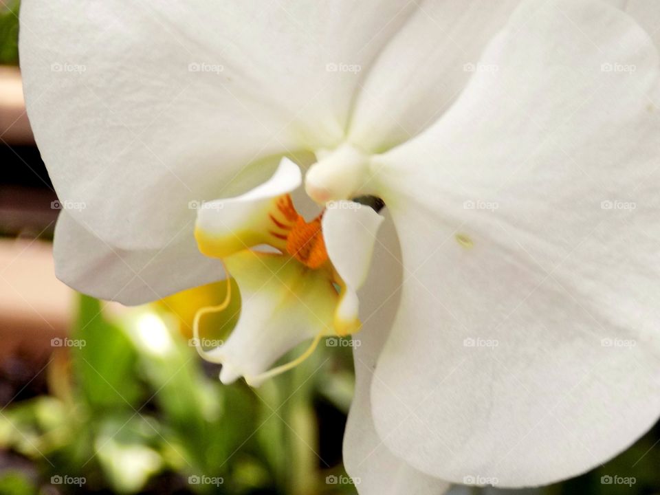 Close up of a white flower 