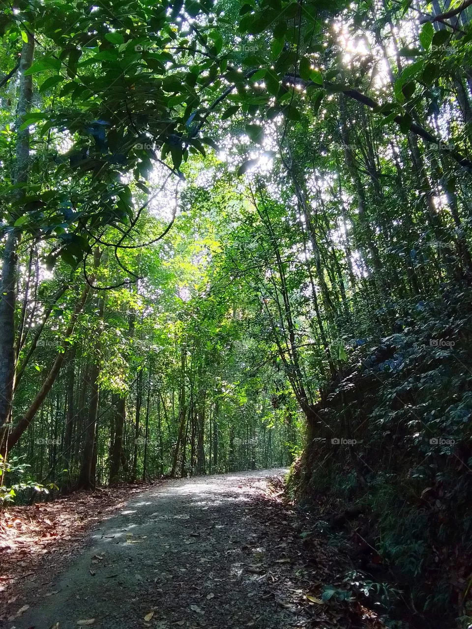 Kanneliya forest