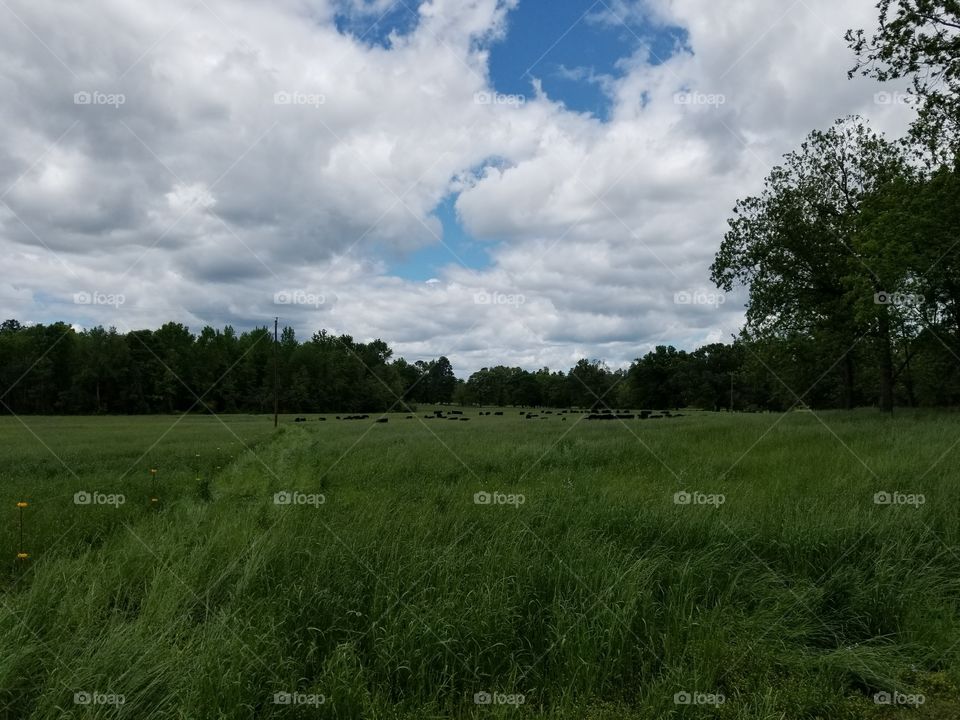 hay field