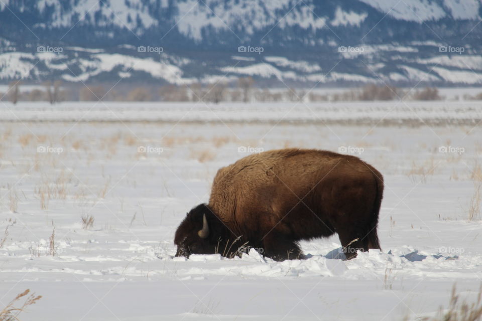 American bison grazing in Jackson Hole Wyoming 
