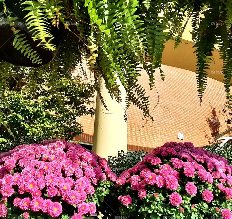 Hardy mums and Ferns