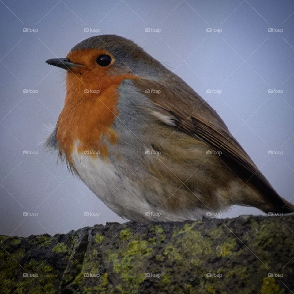 Robin