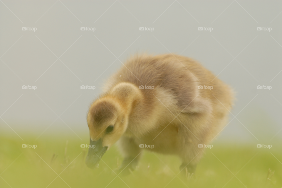 grass baby animal bird by lightanddrawing