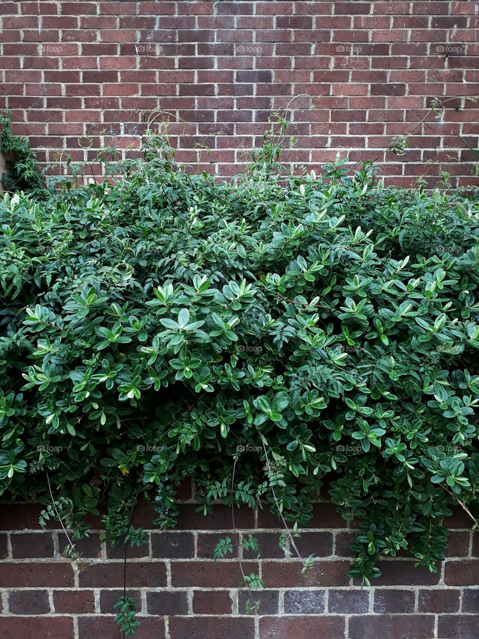 overgrown bush in front of  wall