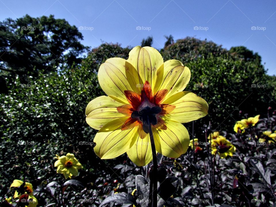 Yellow flower seeking sunlight
