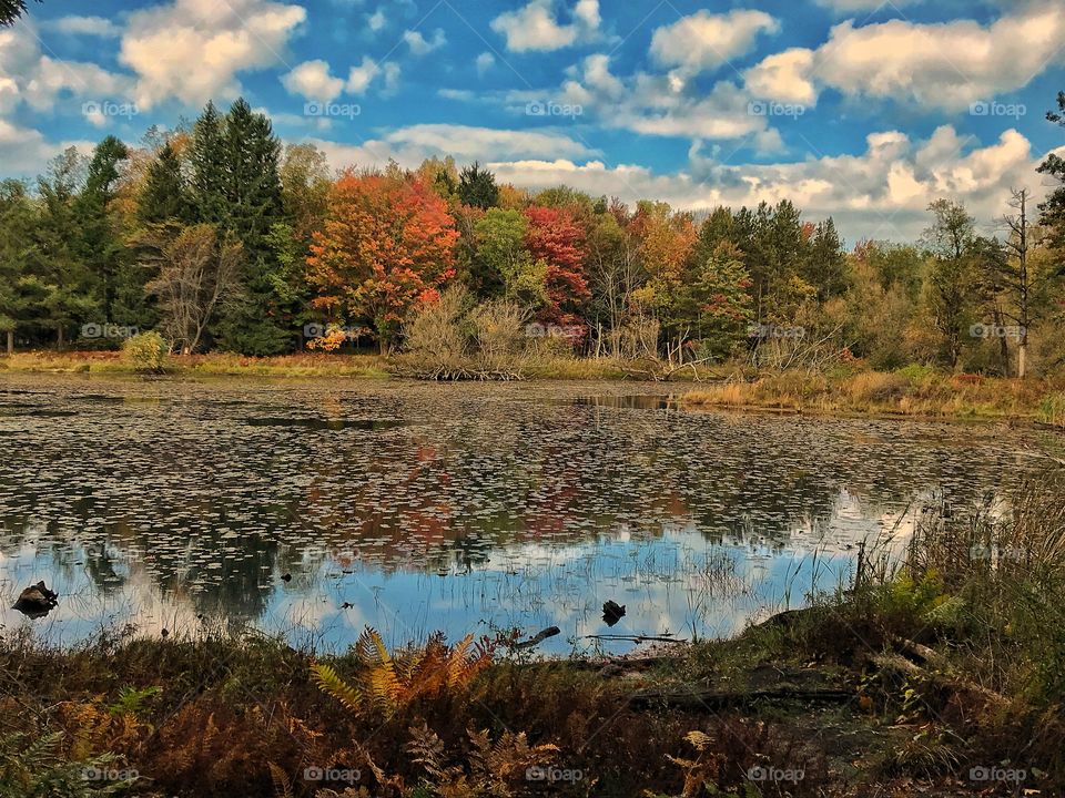 Fall colors