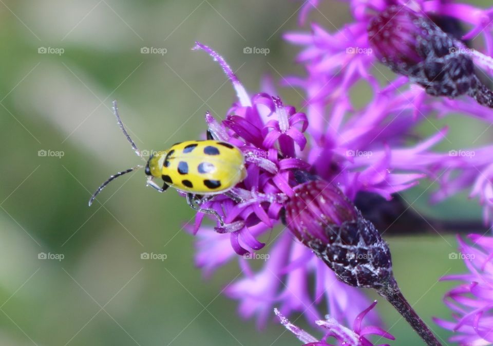 Purple Wildflowers and a beetle 