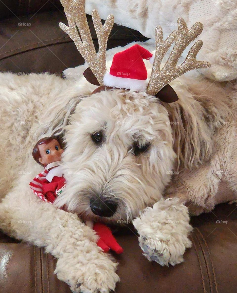 Our Wheaten Terrier is getting in the holiday spirit by wearing festive antlers and cuddling with her little Elf buddy
