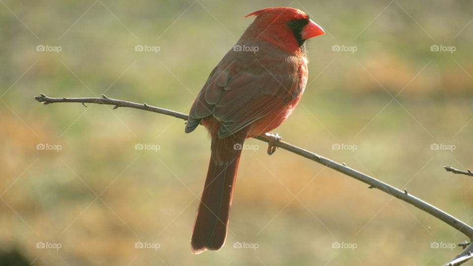Male Cardinal