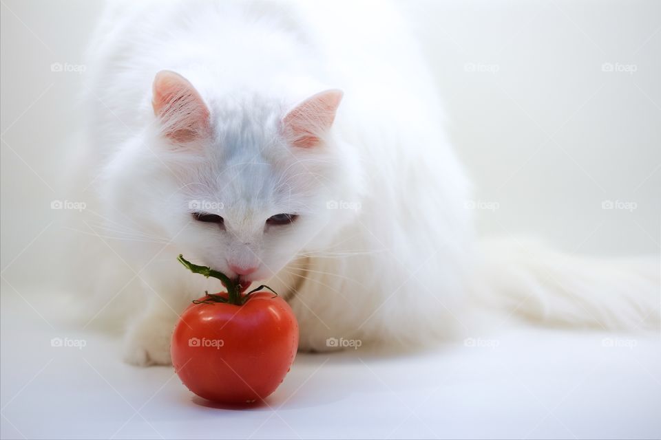 white cat with red tomato