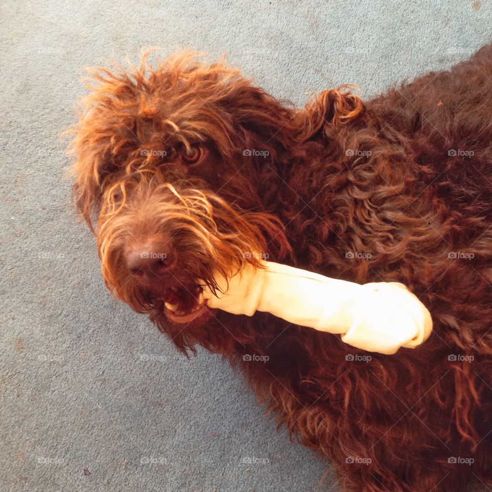 Labradoodle dog with a chew to