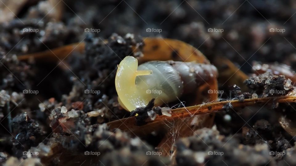 Snail on the ground, lifting his head