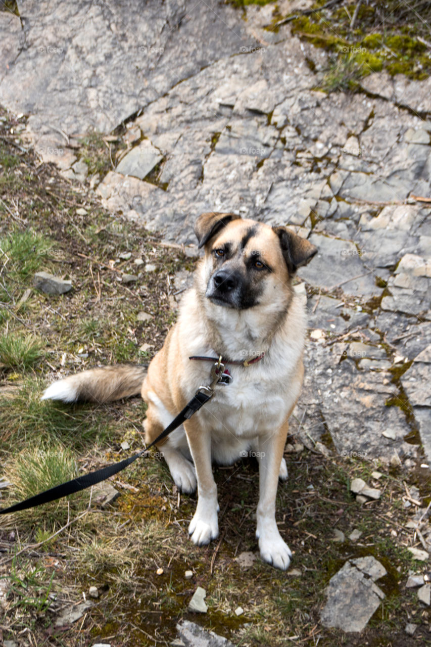 Just a pupper out on a nice hike!