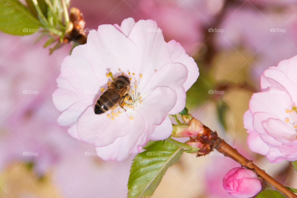 Honey bee on pink flower