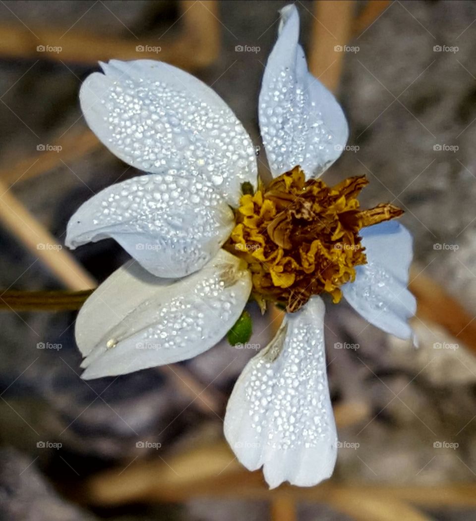 Nature, Flower, Flora, No Person, Leaf