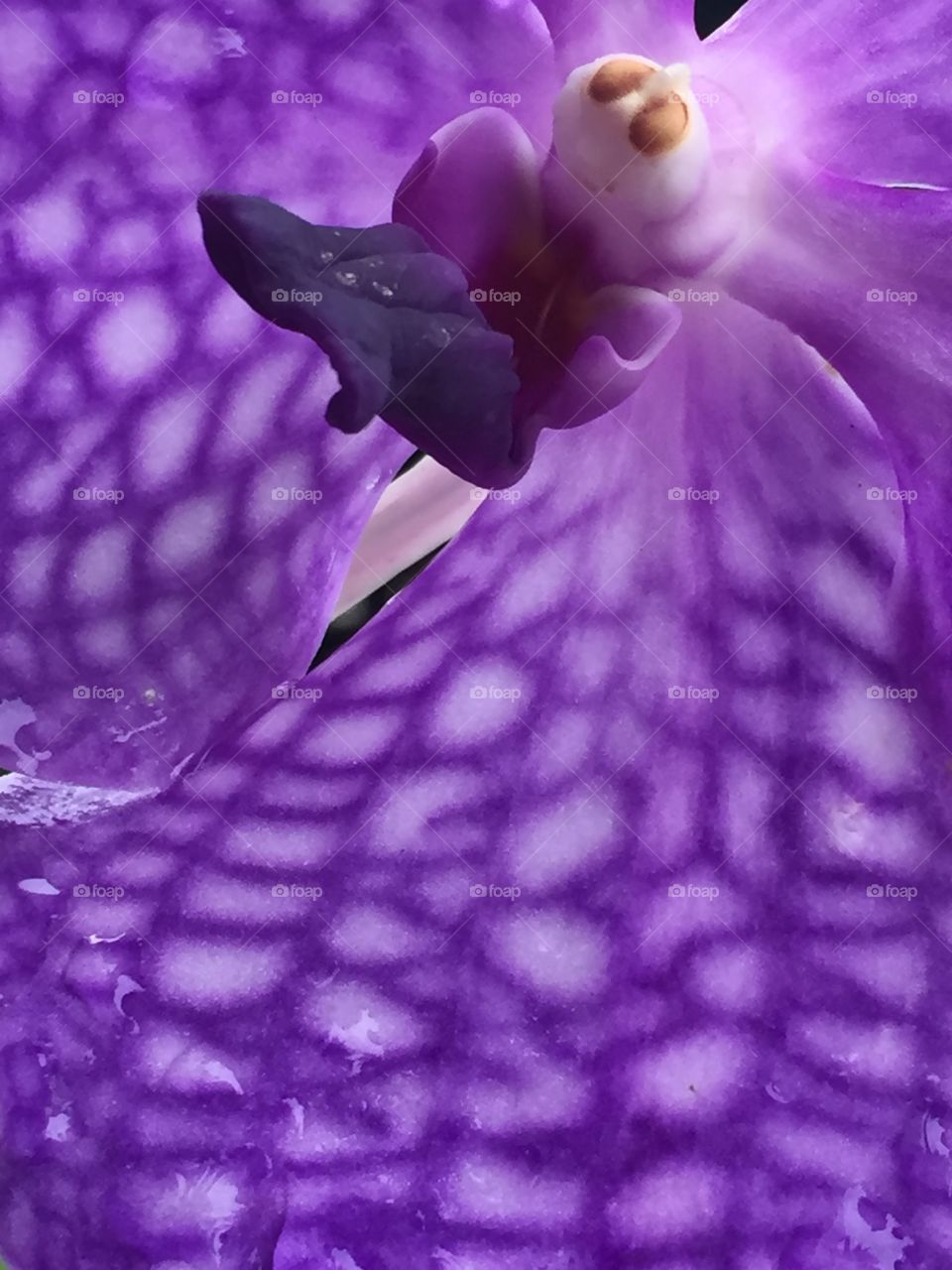 Purple Dragon - DR - Orchid