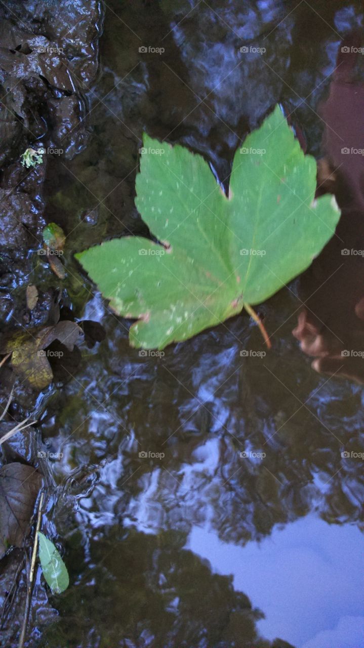 Floating leaf