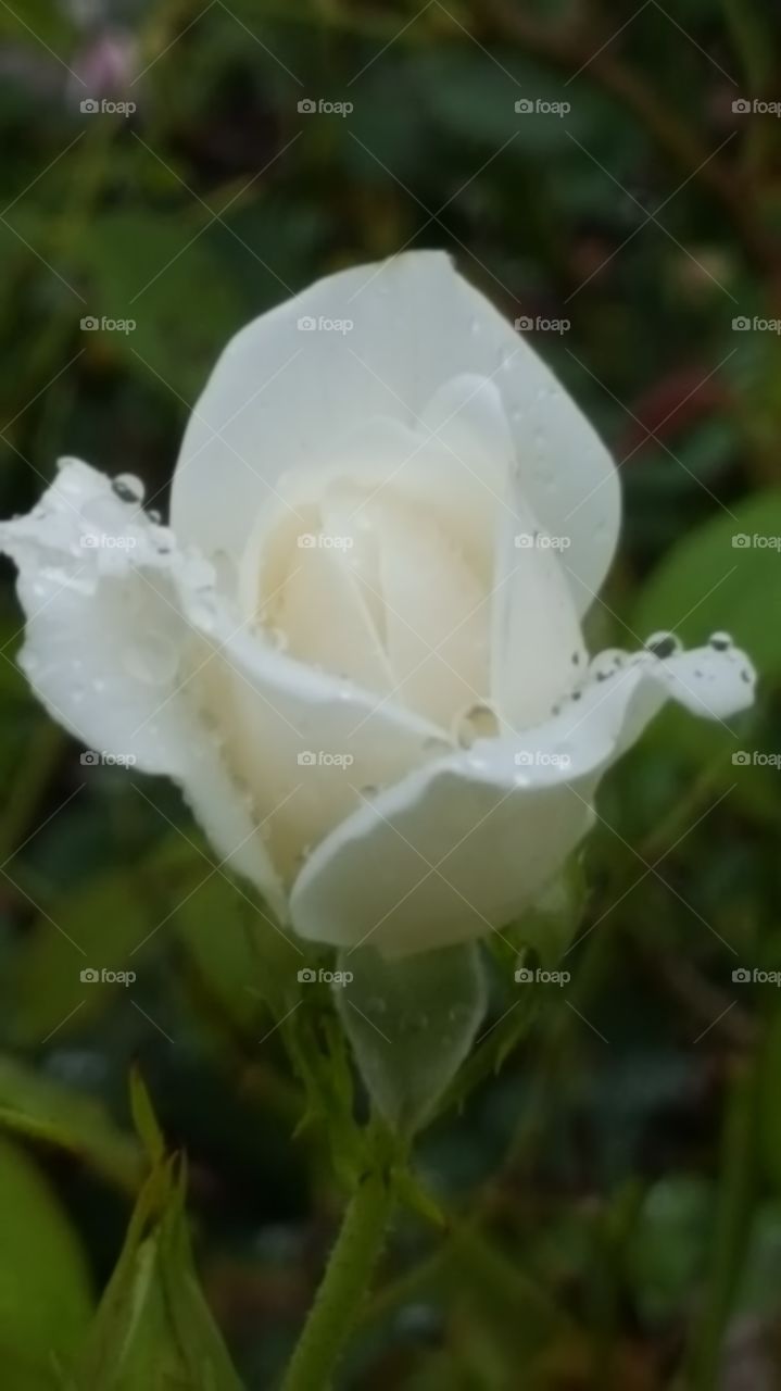 white wet rose