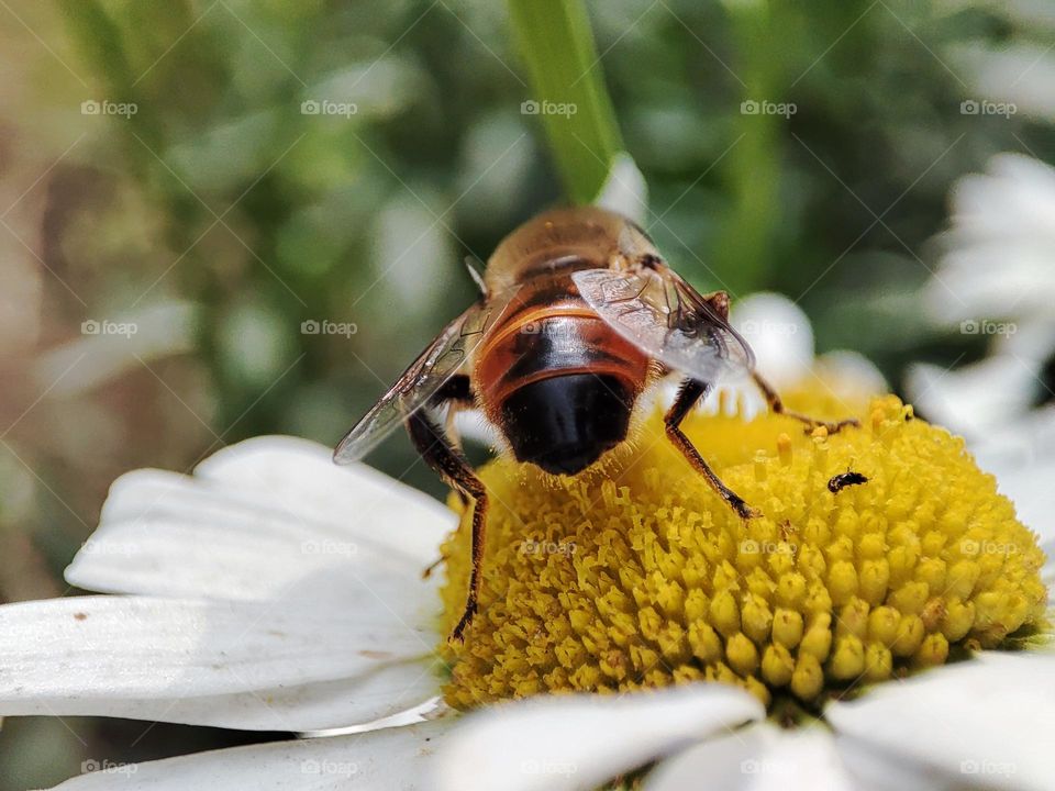 Honey bee on a flower