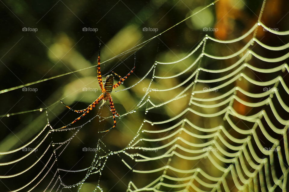 spider. spider hunting on spiderweb