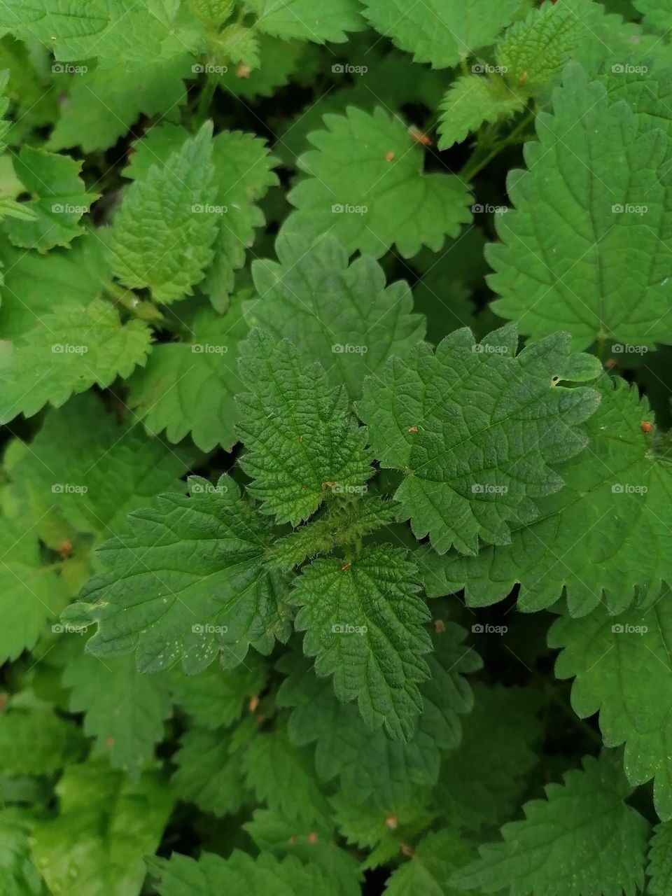Nettle is that irritating burning plant. When eaten, it is really healthy and nutritious.