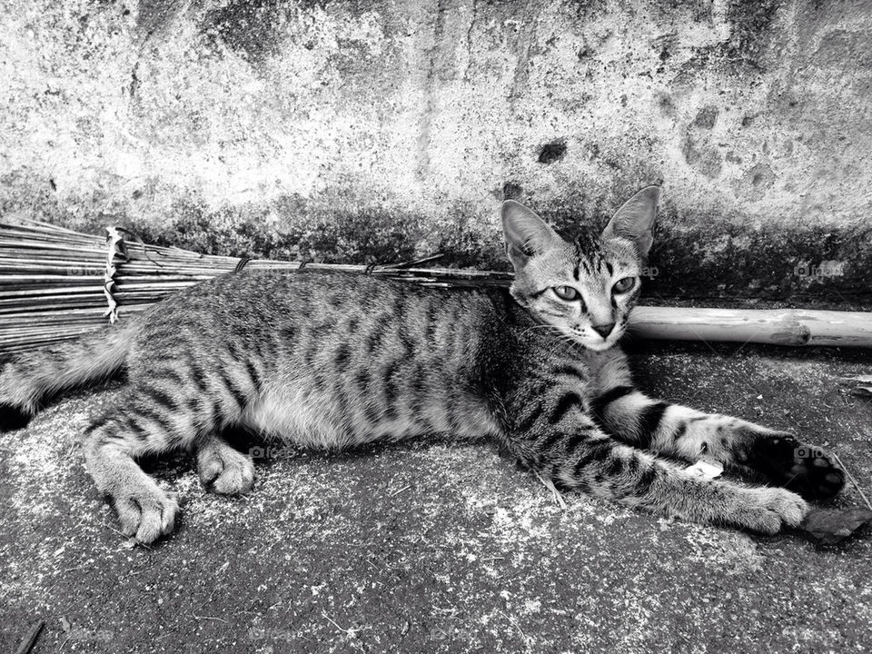 cat black and white thai cat animal by meaun