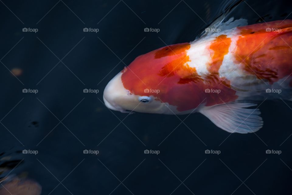 Orange fish