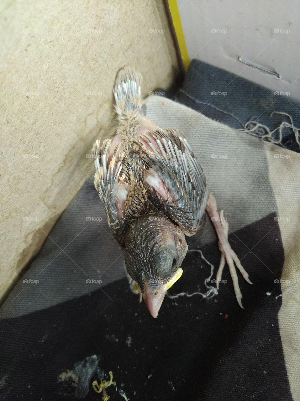 newly born bird,small wings, small eyes pointed peak, small legs, brown in colour