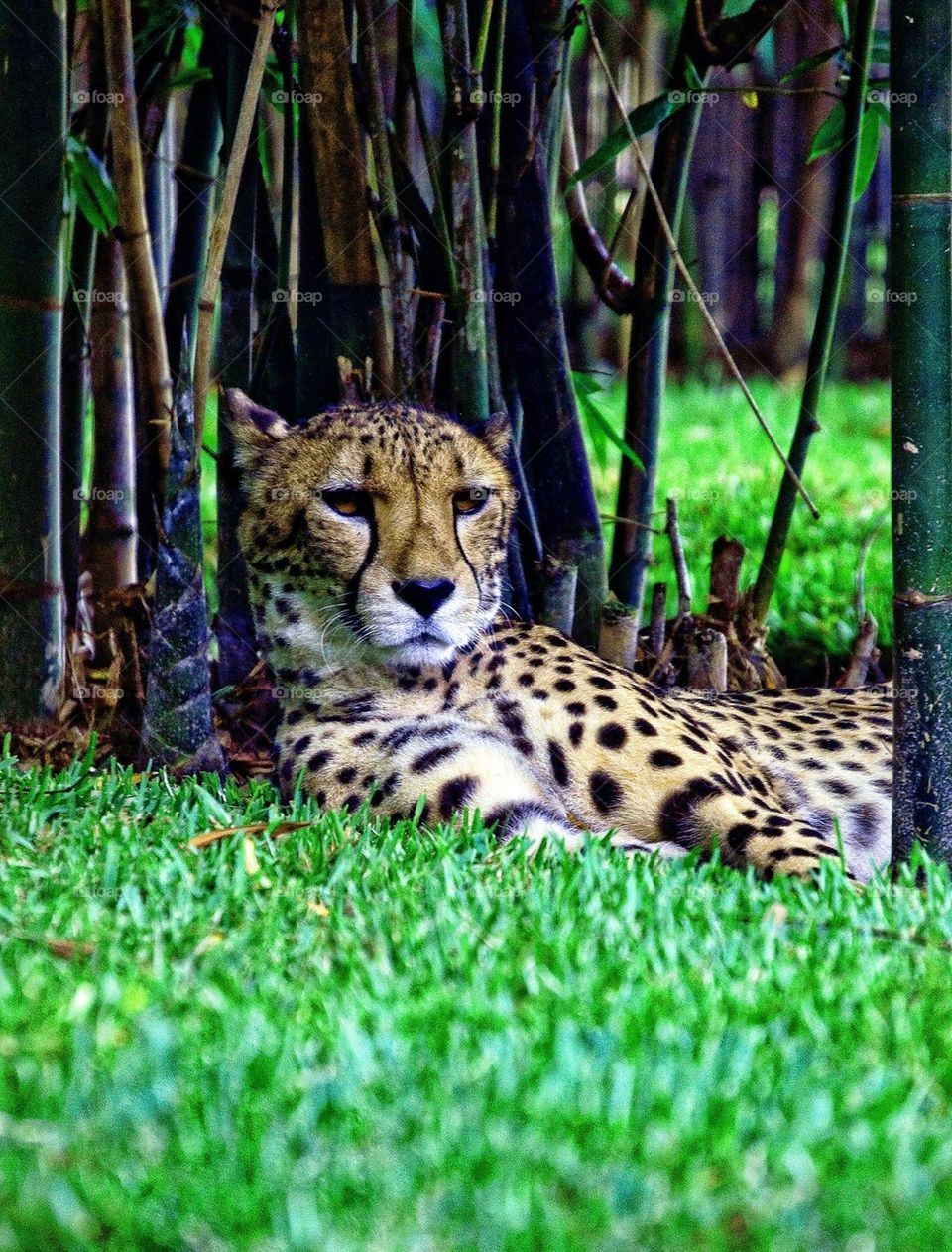 Cheetah at rest