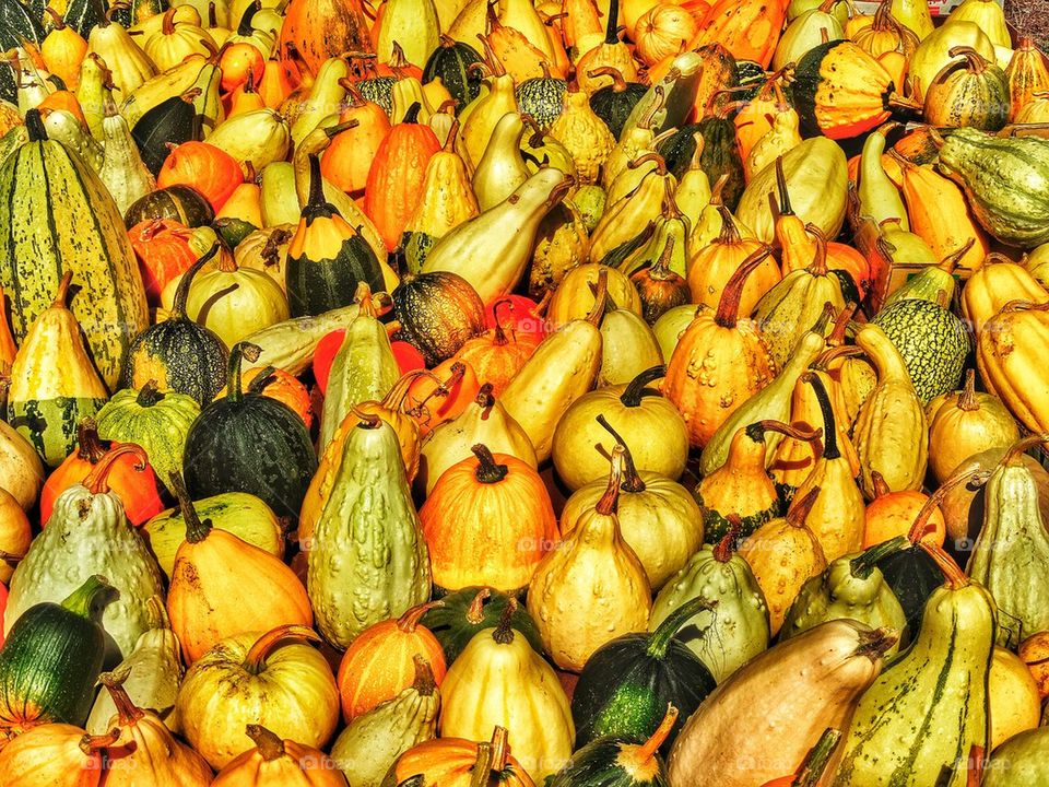 Pumpkins, squash, and gourds