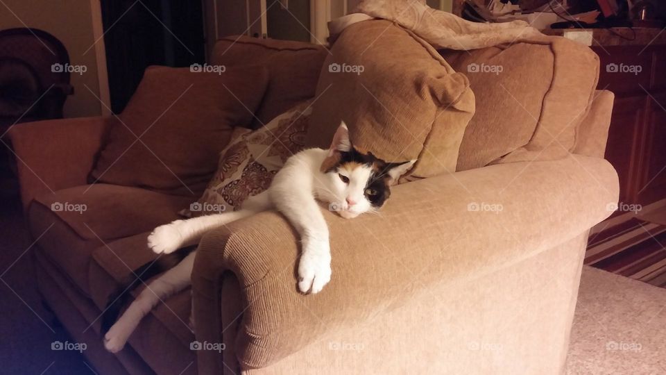 This cat enjoys relaxing on the couch!