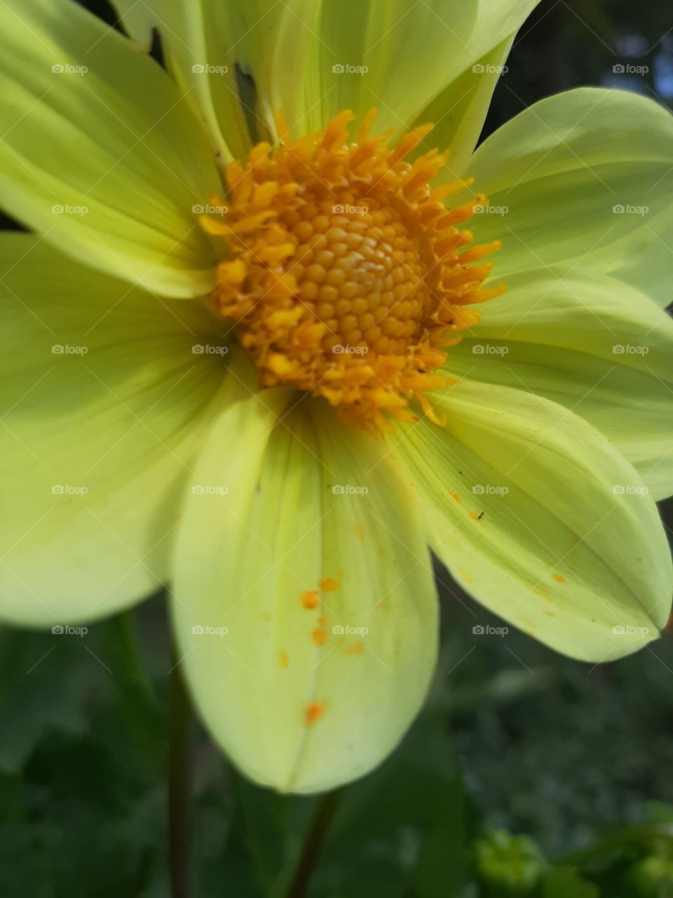yellow dahlia