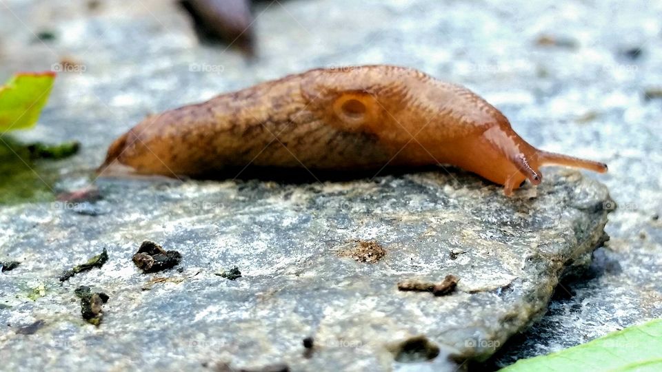 One snail