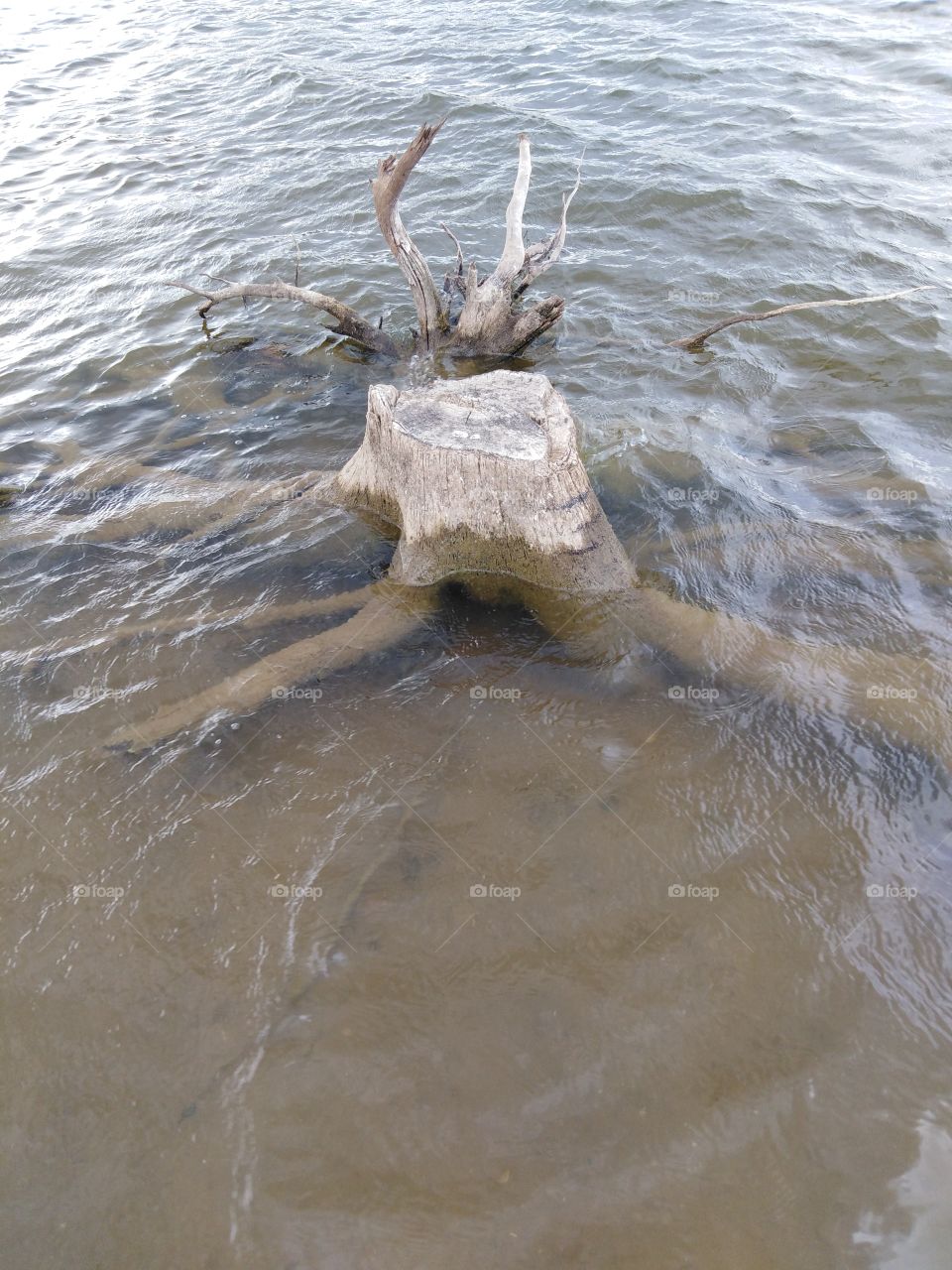 Корень в воде