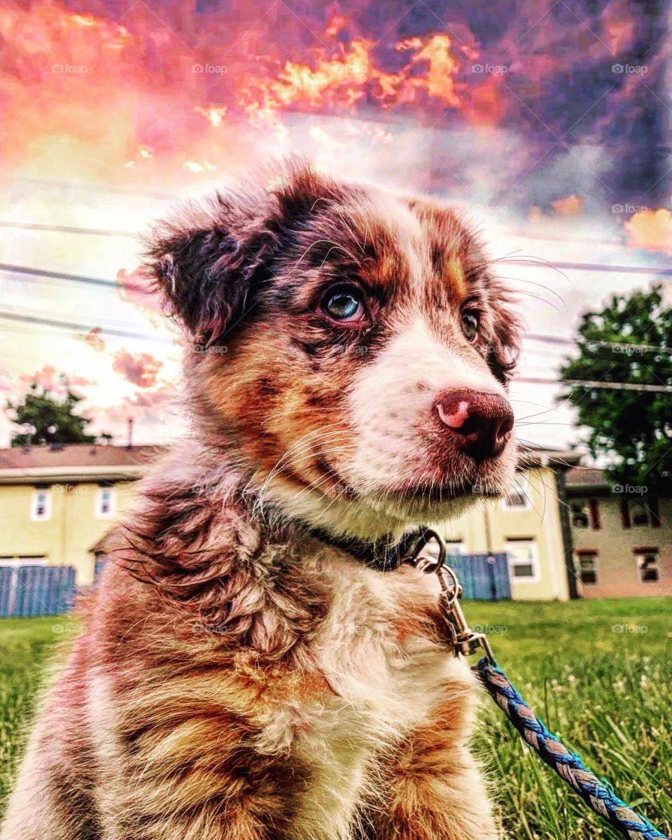 Grizzly in the Sunset