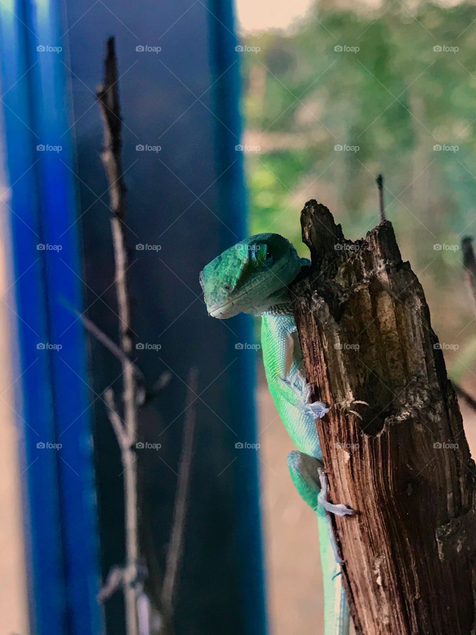 Lizard on the lookout 