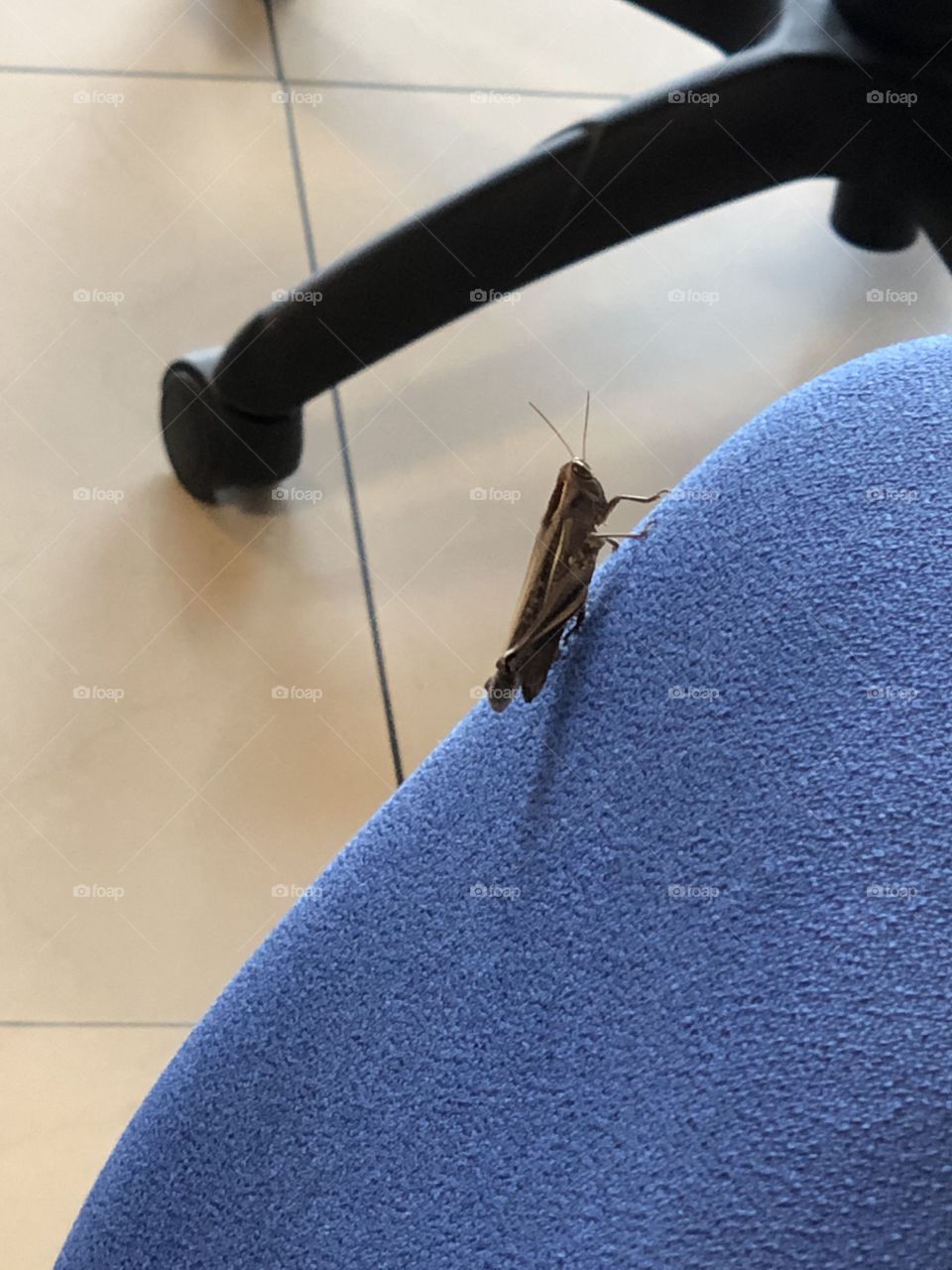 Cricket on office chair