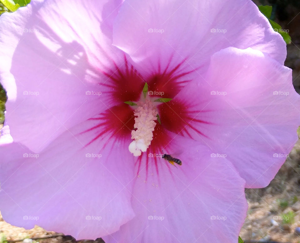 pollen pink flower bee by snappychappie