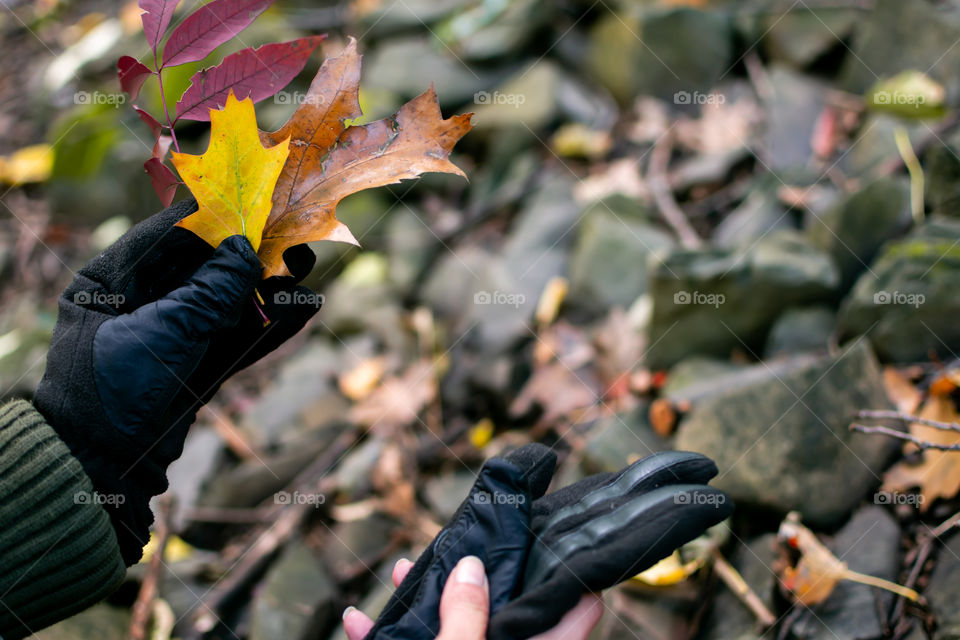 Nature hike looking for Autumn leaves 