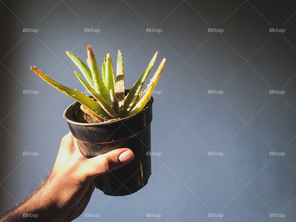 Plant in the evening light from sun