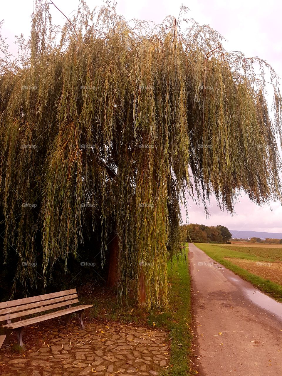 Bench under willow