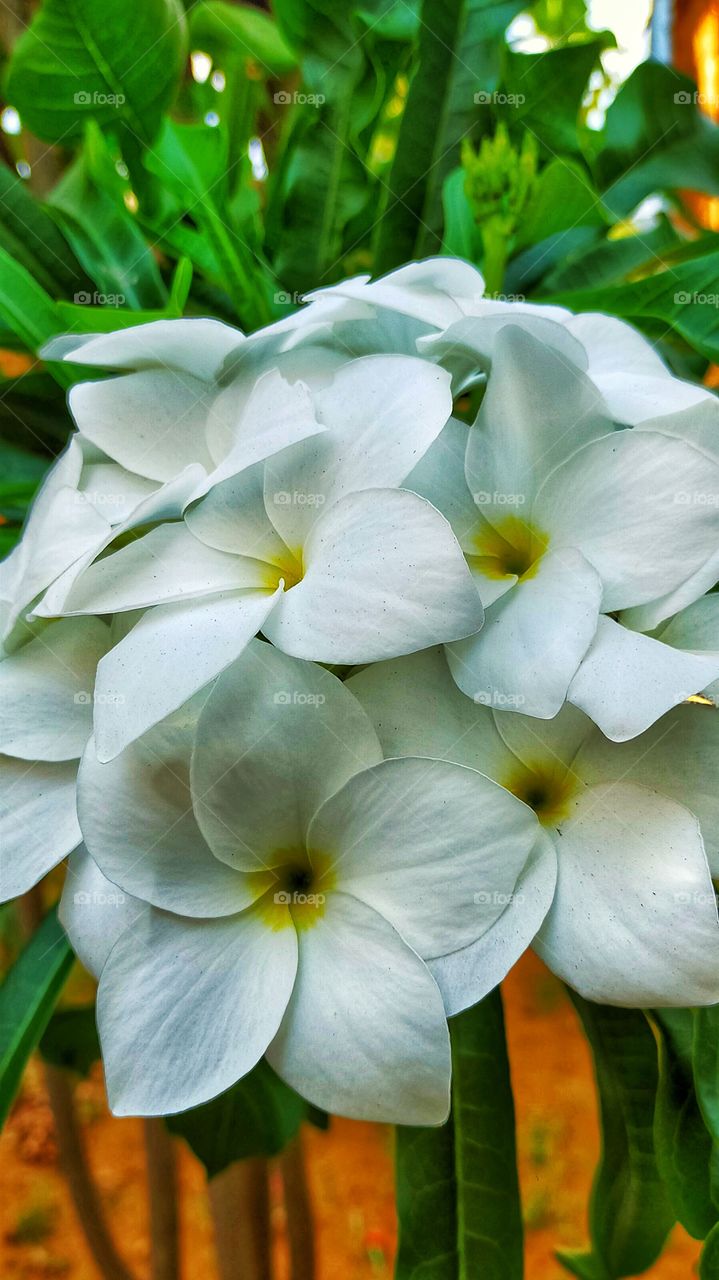 Bloom of Bridal bouquet is beautiful