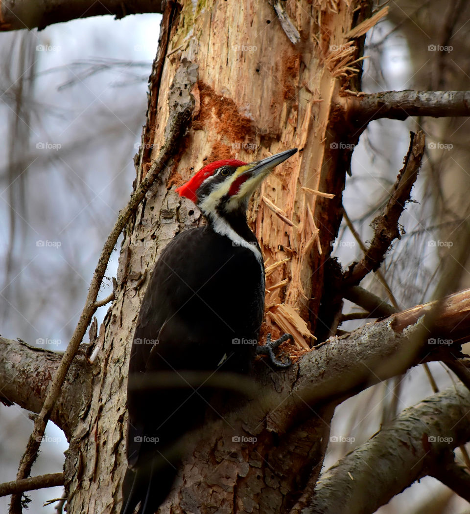 Woodpecker perching on tree branch