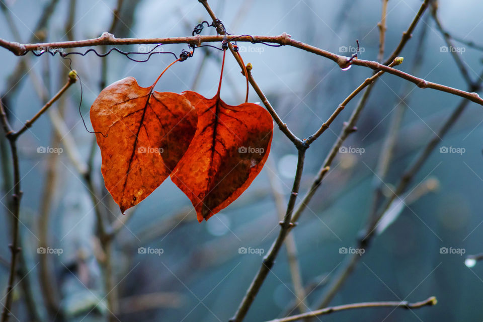 Two autumn leaves in the shape of hearts