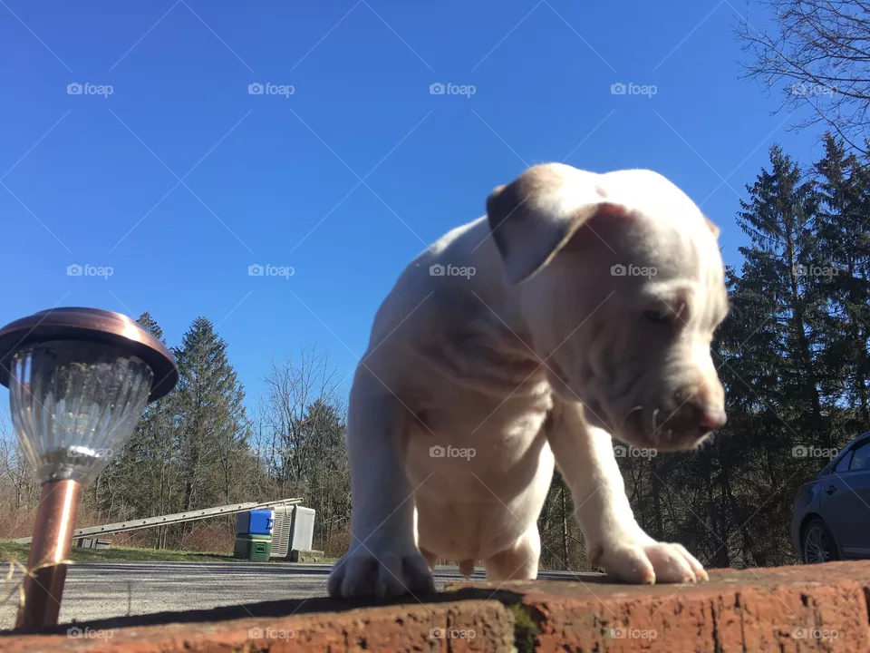 Cute dog