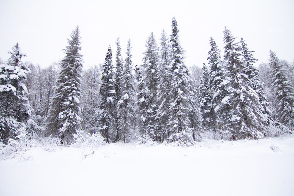 Coniferous pine trees dusted with snow as they stand sentinel 