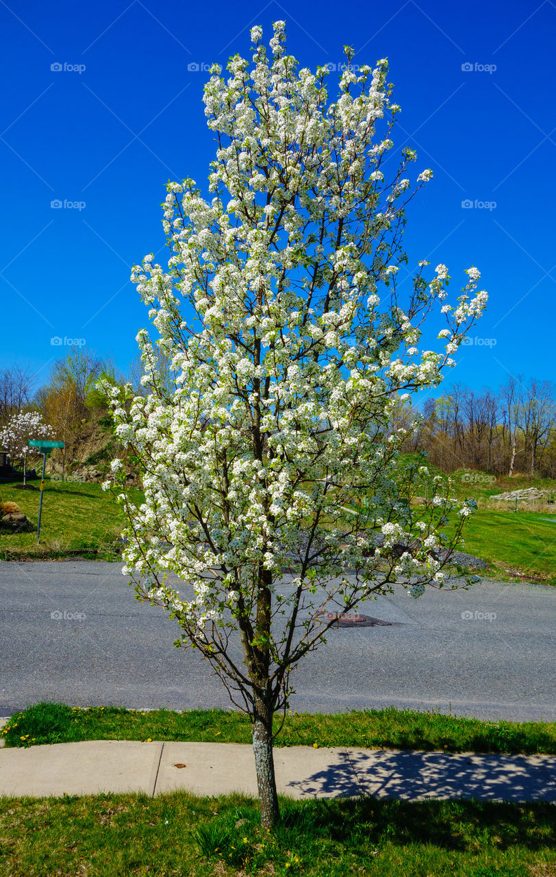 Blooming tree