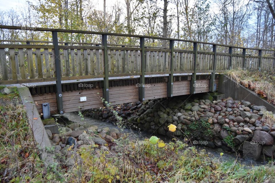 Bridge, Wood, Fall, Tree, Nature